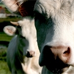 XXIX Curso de Treinamento em M�todos de Diagn�stico e Controle de Brucelose e Tuberculose Animal