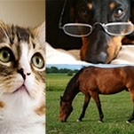 CURSO DE DIREITO DOS ANIMAIS