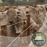 III Curso de Atualiza��o em Inspe��o Sanit�ria de POA e Defesa Sanit�ria Animal