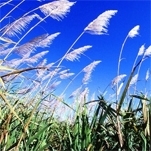 III SIMPÓSIO: MANEJO DE PLANTAS DANINHAS NA CULTURA DA CANA-DE-AÇÚCAR