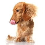 V Simp�sio sobre Nutri��o Cl�nica de C�es e Gatos